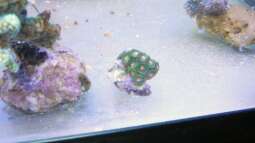 120 Watt LED Modul 1:1 blau:wei??, BridgeLux-LED