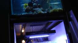 120 Watt LED Modul 1:1 blau:wei??, BridgeLux-LED