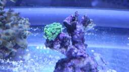 120 Watt LED Modul 1:1 blau:wei??, BridgeLux-LED