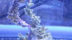 120 Watt LED Modul 1:1 blau:wei??, BridgeLux-LED