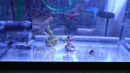 120 Watt LED Modul 1:1 blau:wei??, BridgeLux-LED