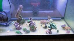 120 Watt LED Modul 1:1 blau:wei??, BridgeLux-LED