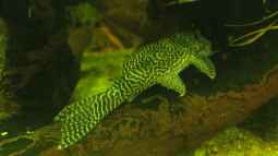 Schöne L - Welse aus Südamerika