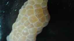 Die wundersame Welt der Pomacea bridgesii /Apfelschnecke