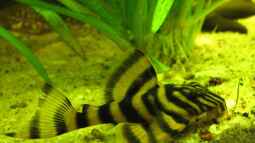 Schöne L - Welse aus Südamerika