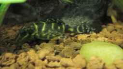 Schöne L - Welse aus Südamerika