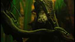 Der Oto klein aber fein / Otocinclus affinis der Saubermann fürs Aqua ?