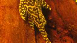 Schöne L - Welse aus Südamerika