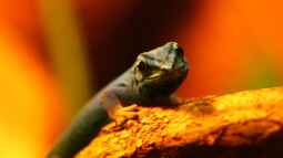 Die andere Seite , das Waldterrarium !