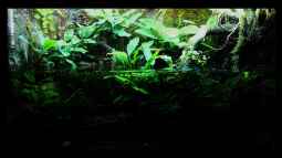 4 Jahre Aquaristik,und wie geht es weiter ?