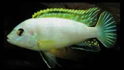 4 Jahre Aquaristik,und wie geht es weiter ?