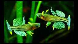 4 Jahre Aquaristik,und wie geht es weiter ?