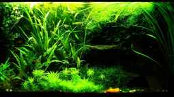 4 Jahre Aquaristik,und wie geht es weiter ?