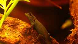 Die andere Seite , das Waldterrarium !