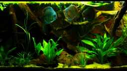 4 Jahre Aquaristik,und wie geht es weiter ?