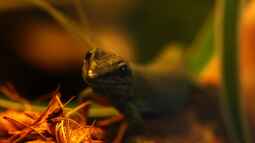 Die andere Seite , das Waldterrarium !