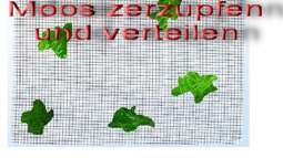 Eigenbau einer Moosrückwand -eine Alternative zu 3-D-Rückwänden