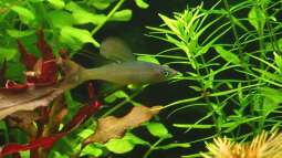 Artbeschreibung: Iriatherina werneri