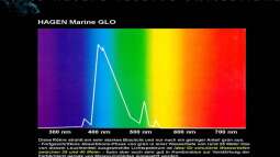 Lichtverhältnisse im Wasser / Malawisee