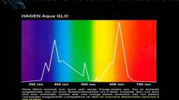 Lichtverhältnisse im Wasser / Malawisee