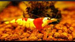 Wirbellose, ein Traum für Jeden !!!