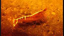 Wirbellose, ein Traum für Jeden !!!