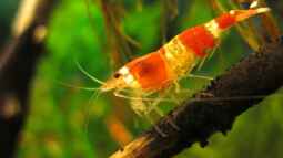 Wirbellose, ein Traum für Jeden !!!