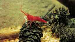 Wirbellose, ein Traum für Jeden !!!