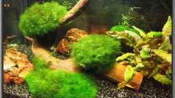 Wirbellose, ein Traum für Jeden !!!