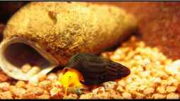 Wirbellose, ein Traum für Jeden !!!