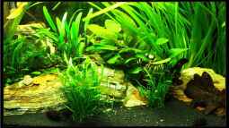 Wirbellose, ein Traum für Jeden !!!