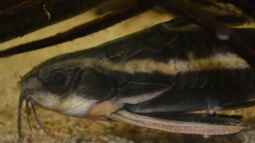 Artentafel Liniendornwels (Platydoras costatus)