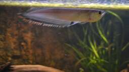 Artentafel Schwarzer & Silberner Arowana (Osteoglossum ferreirai / O. bicirrhosum)