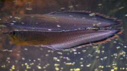 Artentafel Schwarzer & Silberner Arowana (Osteoglossum ferreirai / O. bicirrhosum)