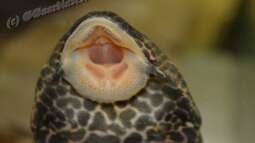 Artentafel Wabenschilderwels "L165" (Pterygoplichthys gibbiceps)