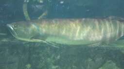 Artentafel Schwarzer & Silberner Arowana (Osteoglossum ferreirai / O. bicirrhosum)