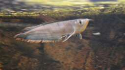 Artentafel Schwarzer & Silberner Arowana (Osteoglossum ferreirai / O. bicirrhosum)