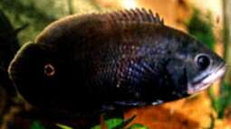 Artentafel Pfauenaugenbuntbarsch (Astronotus ocellatus)