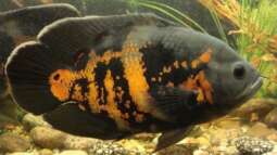 Artentafel Pfauenaugenbuntbarsch (Astronotus ocellatus)