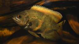 Artentafel Pfauenaugenbuntbarsch (Astronotus ocellatus)