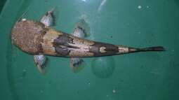 Artentafel Grosser Harlekinwels (Pseudopimelodus bufonius)