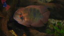 Try and Error, oder eine Geschichte aus dem Leben eines Aquarianers