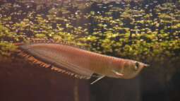 Artentafel Schwarzer & Silberner Arowana (Osteoglossum ferreirai / O. bicirrhosum)