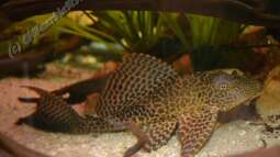 Artentafel Wabenschilderwels "L165" (Pterygoplichthys gibbiceps)