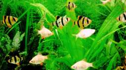 Ein Aquarium-Komplett-Set zum Schnäppchenpreis und was daraus wurde!