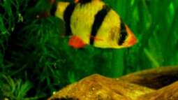 Ein Aquarium-Komplett-Set zum Schnäppchenpreis und was daraus wurde!