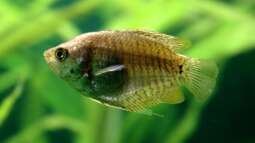 Ein Aquarium-Komplett-Set zum Schnäppchenpreis und was daraus wurde!