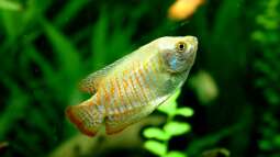 Ein Aquarium-Komplett-Set zum Schnäppchenpreis und was daraus wurde!