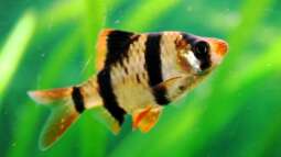 Ein Aquarium-Komplett-Set zum Schnäppchenpreis und was daraus wurde!