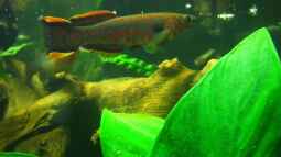 Ein Killi für Westafrika !!!